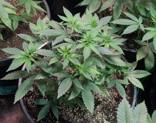 Cereal Milk. Week 10