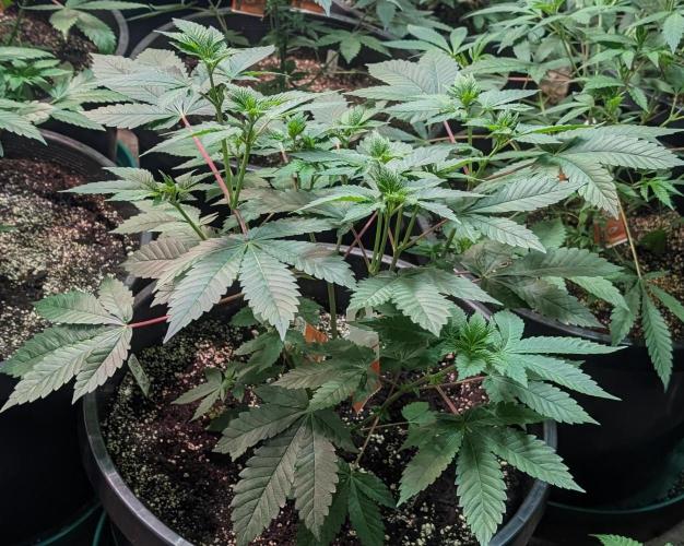 Pink Gelato. Week 10