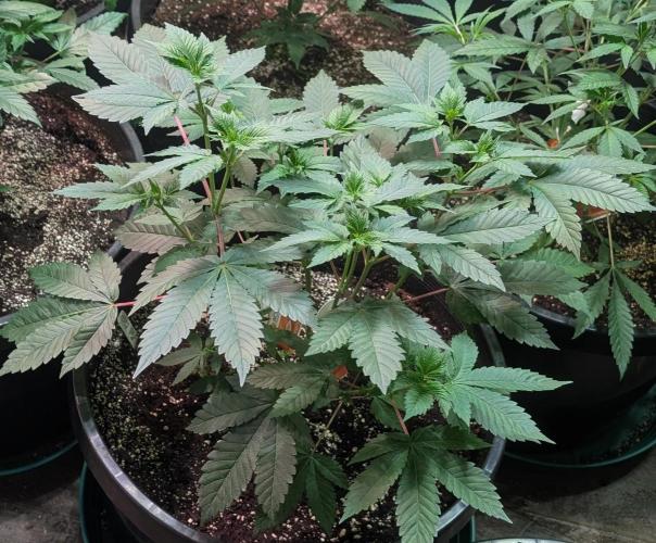 Pink Gelato. Week 10