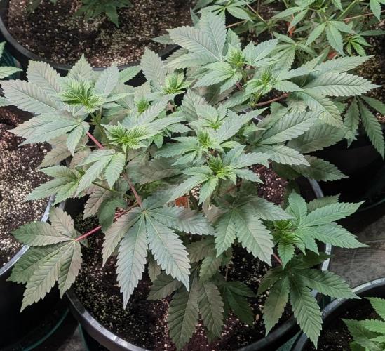 Pink Gelato. Week 10