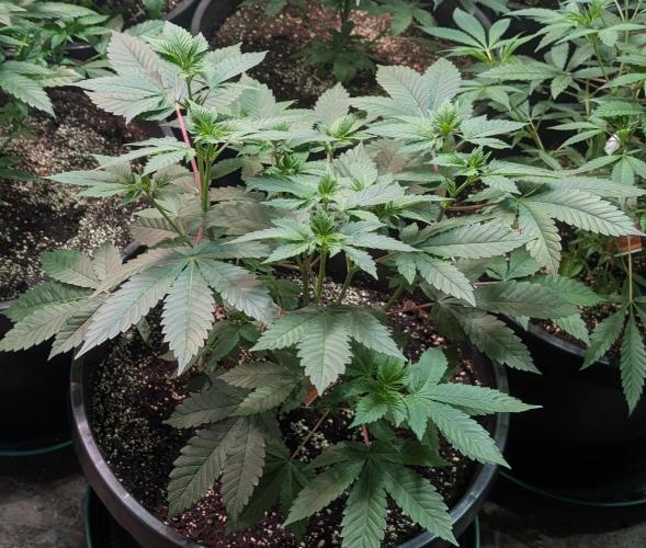 Pink Gelato. Week 10