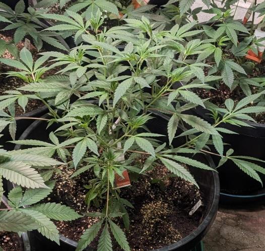 Sunset Sherbet. Week 10