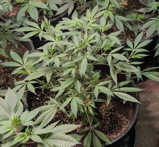 Sunset Sherbet. Week 10