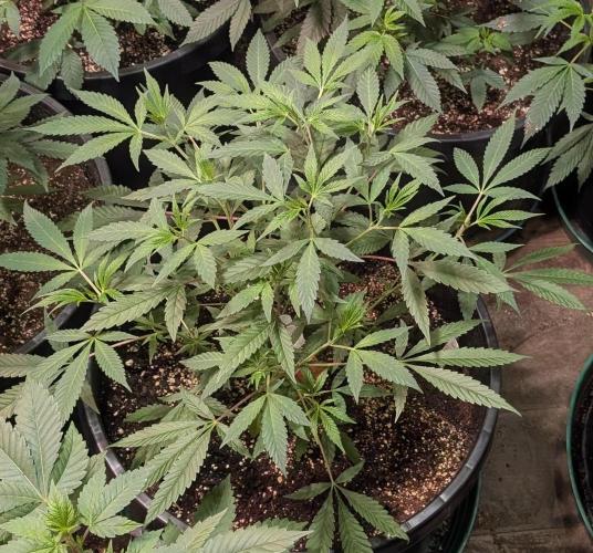 Sunset Sherbet. Week 10