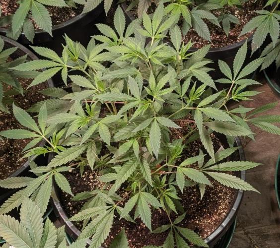 Sunset Sherbet. Week 10