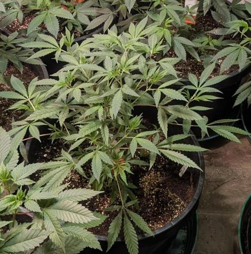 Sunset Sherbet. Week 10