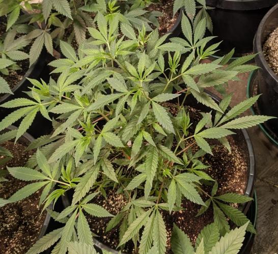 Sunset Sherbet. Week 10