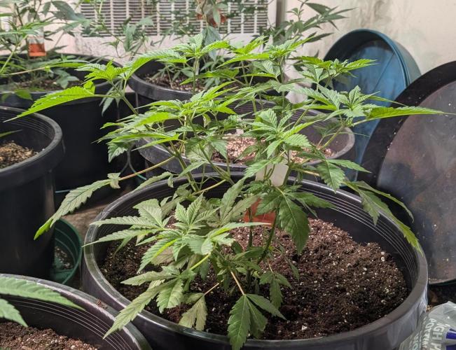 Forbidden Fruit. Week 10