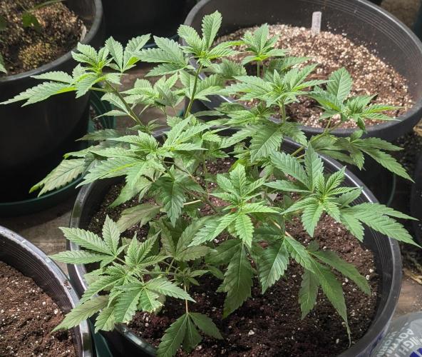 Forbidden Fruit. Week 10