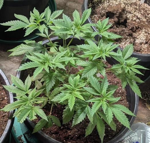 Forbidden Fruit. Week 10