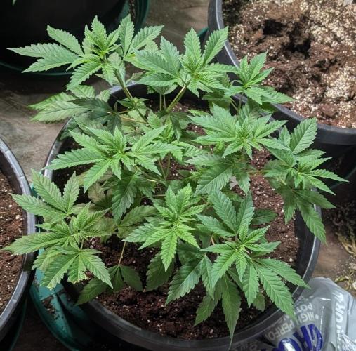 Forbidden Fruit. Week 10