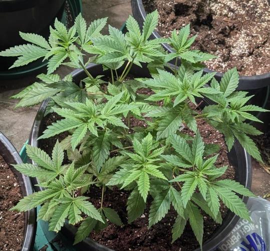 Forbidden Fruit. Week 10
