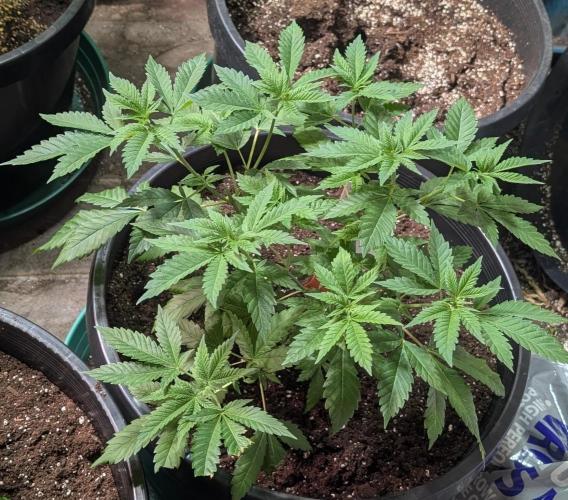 Forbidden Fruit. Week 10