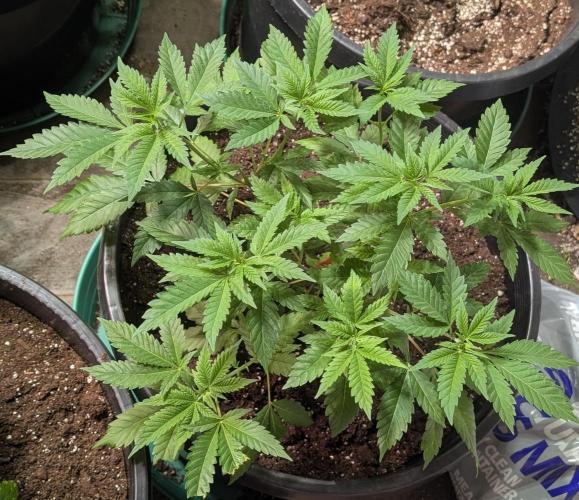 Forbidden Fruit. Week 10