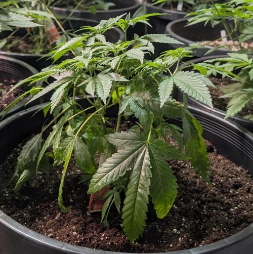 Pellezino Cookies. Week 10