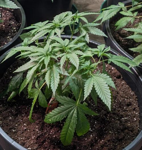 Pellezino Cookies. Week 10