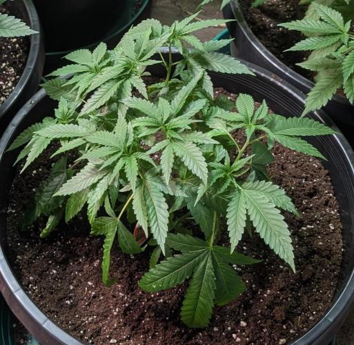 Pellezino Cookies. Week 10