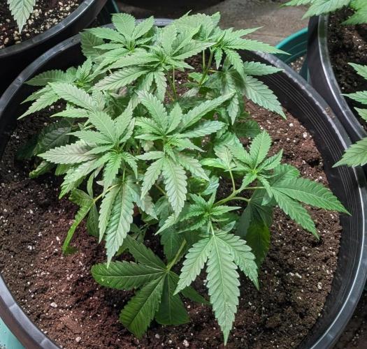 Pellezino Cookies. Week 10
