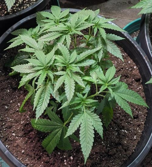 Pellezino Cookies. Week 10