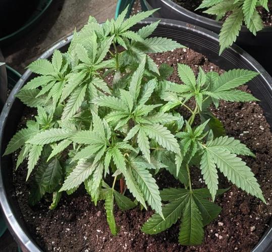 Pellezino Cookies. Week 10