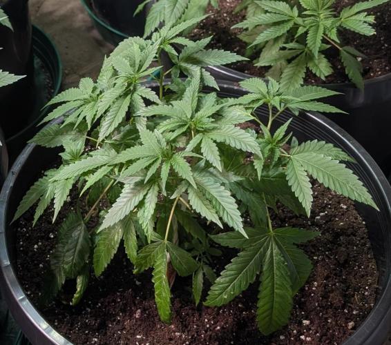 Pellezino Cookies. Week 10