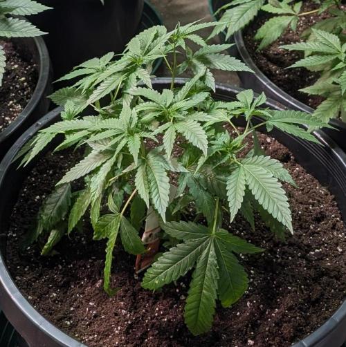 Pellezino Cookies. Week 10