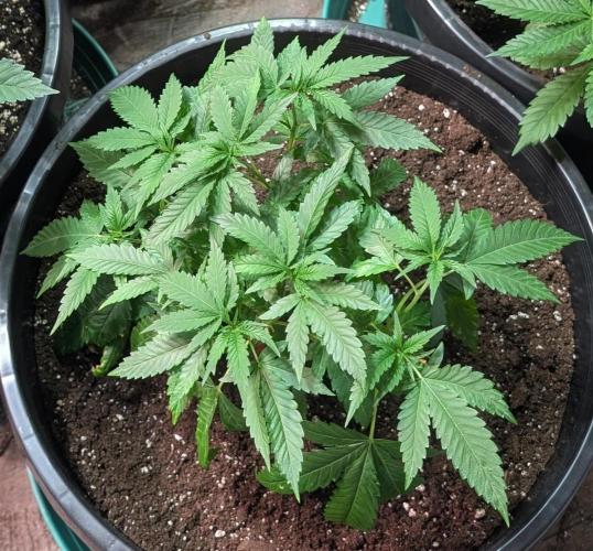 Pellezino Cookies. Week 10