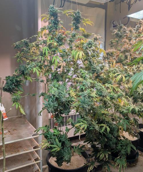 Strawberry Banana. Week 23