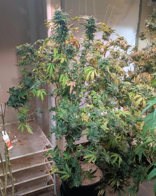 Strawberry Banana. Week 23