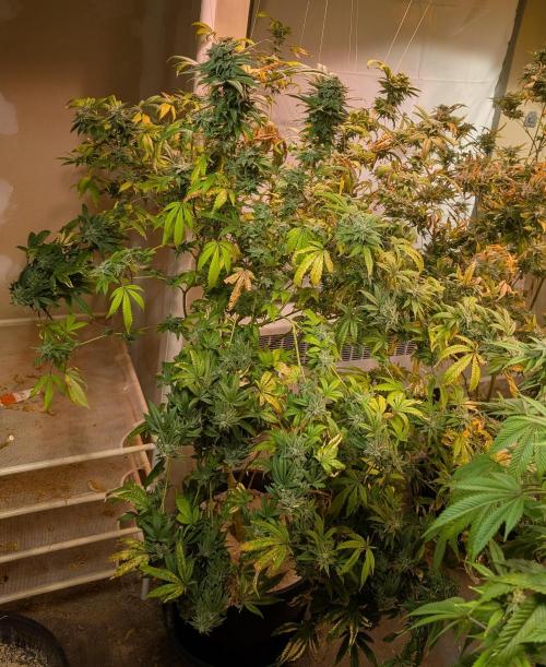 Strawberry Banana. Week 23