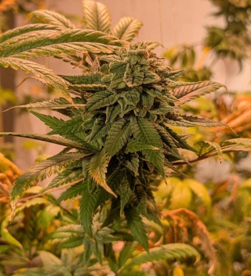 Strawberry Banana. Week 23