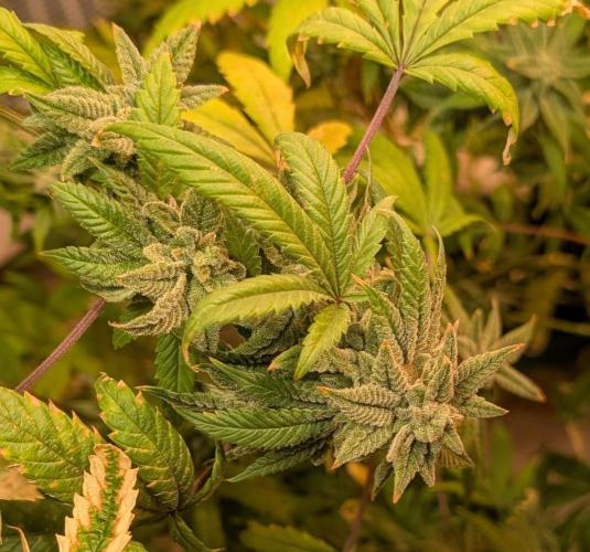 Strawberry Banana. Week 23