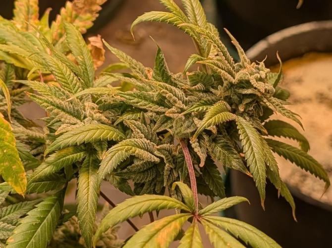 Strawberry Banana. Week 23