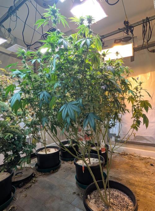 Killer Kush. Week 23