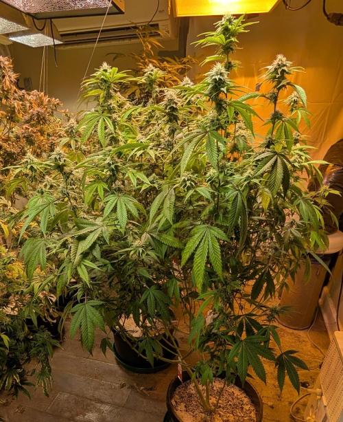 Killer Kush. Week 23