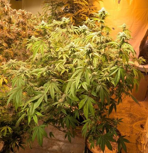 Killer Kush. Week 23