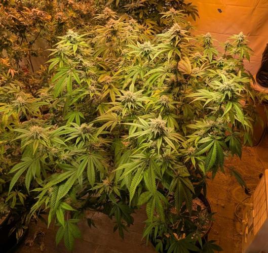 Killer Kush. Week 23