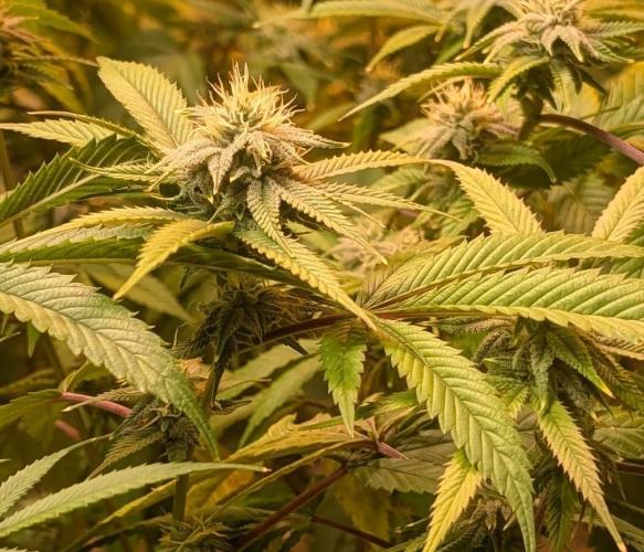 Killer Kush. Week 23