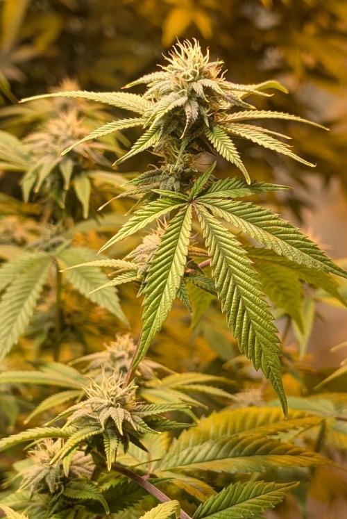 Killer Kush. Week 23