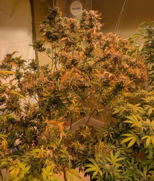 Hellfire OG. Week 23