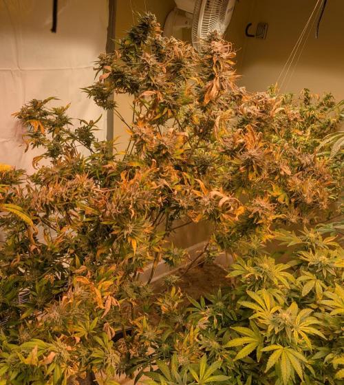 Hellfire OG. Week 23