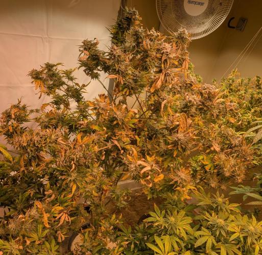 Hellfire OG. Week 23