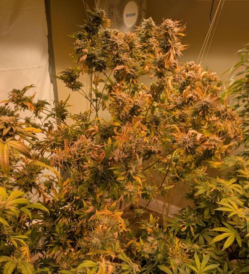 Hellfire OG. Week 23