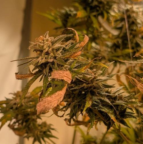 Hellfire OG. Week 23