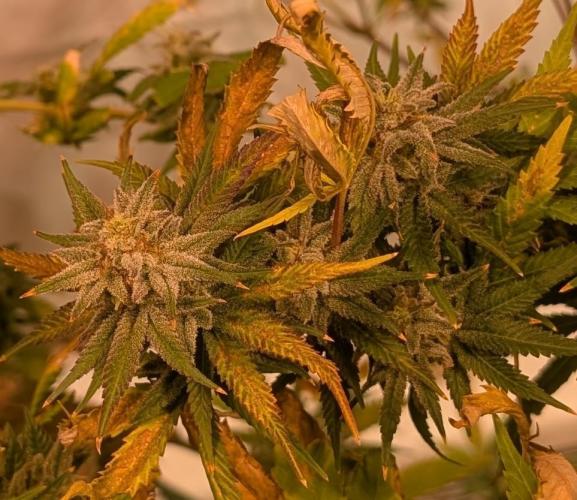 Hellfire OG. Week 23