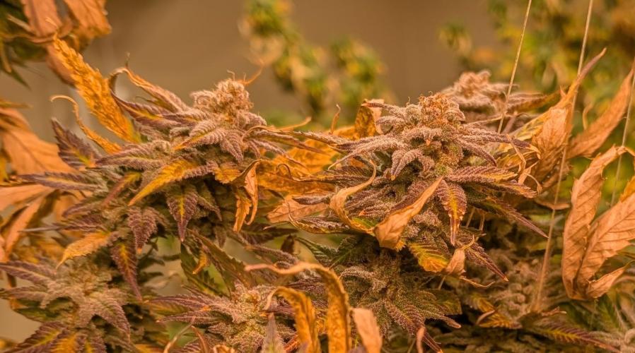 Hellfire OG. Week 23