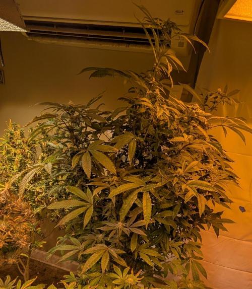 Pure Michigan. Week 23