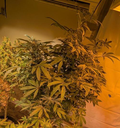 Pure Michigan. Week 23