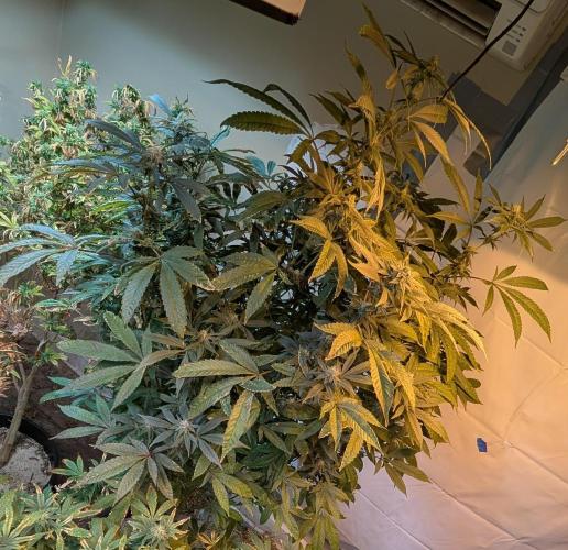 Pure Michigan. Week 23