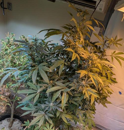 Pure Michigan. Week 23